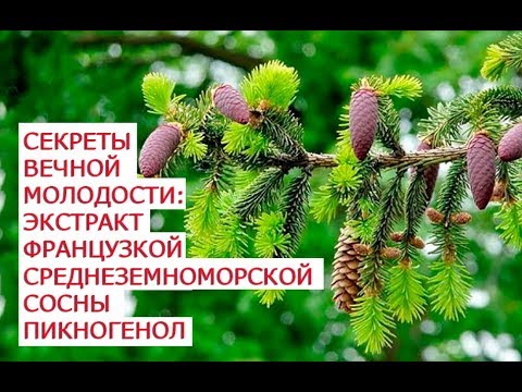 Видео о препарате Пикногенол 50мг (32,5мг чистого пикногенола) капс. №60